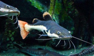 鲶鱼怎么繁殖 鲶鱼好养吗