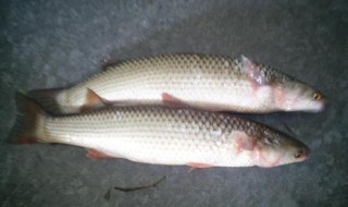 梭鱼钓底还是钓浮（鲈鱼钓底还是钓浮）