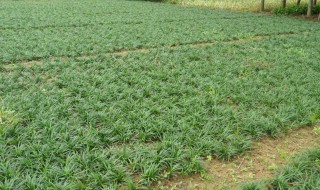 矮麦冬草种植与养护 矮麦冬草种植与养护方法