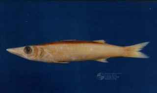 春季钓海梭鱼用几号丸世鱼钩(钓海鲈鱼用几号丸世钩)