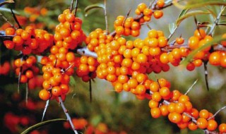 最抗旱的果树品种（抗旱抗寒的果树品种）