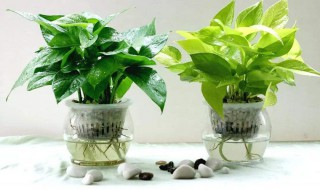 关于绿萝的净化空气 关于绿萝净化空气的资料