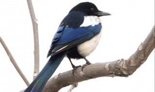 喜鹊是什么鸟（灰色喜鹊是什么鸟）