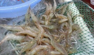 虾能浮在水面吗（虾为什么浮在水面）