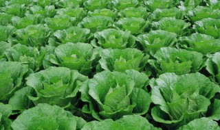 选购优质的白菜要求有 白菜的挑选