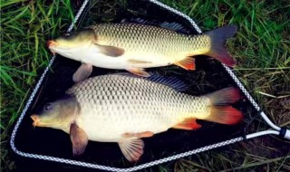 小黄面钓鲫鱼怎么用(小黄面钓鲫鱼怎么用钩)