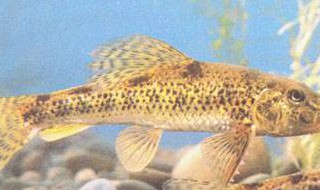 棒花鱼养殖 棒花鱼养殖基地