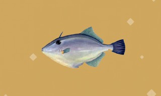 烟台海域主要盛产哪几种鱼 烟台盛产什么鱼