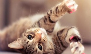 对猫的喜爱之情的句子（表达对猫的喜爱之情的描写几句话）