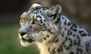 世界上分布海拔最高的猫科动物是什么? 世界上大约有几种猫科动物