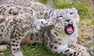 雪豹为什么要叼着尾巴?(雪豹的尾巴)