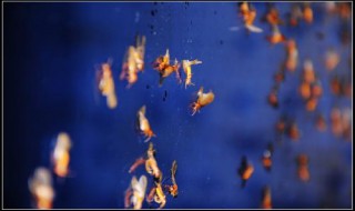 水蚁怎么突然出现(水蚁怎么突然出现在家里)