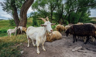 休闲观光园应该养殖些什么（休闲观光园应该养殖些什么鱼）