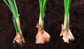红葱根种植教程 红根香葱怎么种植
