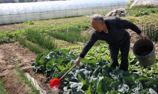 如何开发菜地 菜地怎么种菜