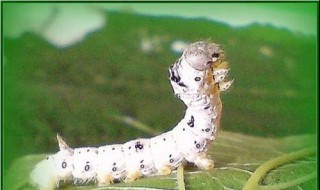 蚕身上两侧的小黑点是什么?(蚕身体两侧的小黑点)