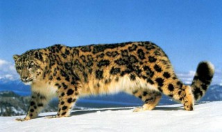 雪豹会吼叫吗? 雪豹为什么不会吼叫