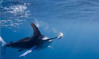 旗鱼每小时游多少米（旗鱼每小时游多少米正常）