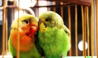 鹦鹉是小动物吗? 鹦鹉是不是小动物