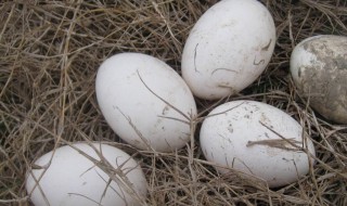 孕妇吃鹅蛋怎么做最好（孕妇吃鹅蛋怎样做好吃）