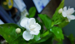 茉莉花和什么一起泡好 茉莉花和什么一起泡好喝