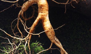 山参和什么一起泡酒好（山参用什么酒泡）