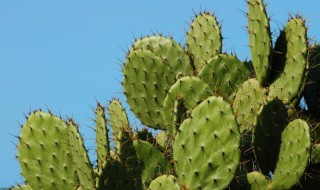 凉拌仙人掌的做法 仙人掌凉拌怎么做最好吃