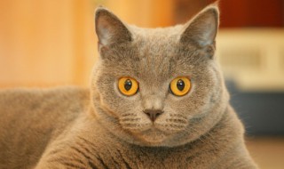 猫吃鸡胸肉怎么做(猫吃鸡胸肉多久吃一次)