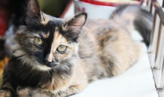 猫藓处长毛了又有皮屑怎么办 猫藓处长毛了又有皮屑怎么办啊