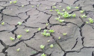 塘泥要晒多久（塘泥晒多久才能干）