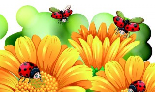 门窗紧闭瓢虫怎么进来的 关着窗户瓢虫怎么进来的