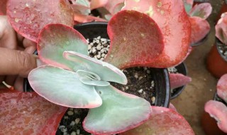 唐印需要大的花盆吗(唐印用多大的花盆)