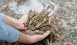 虾的做法简单好吃（空气炸锅虾的做法简单好吃）