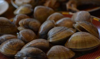 活黄蚬子如何隔夜保存（黄蚬子到家怎么保鲜）