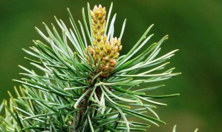 繁殖五针松种子方法(五针松繁殖技术)