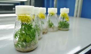 植物组织培养的过程（植物组织培养的应用）