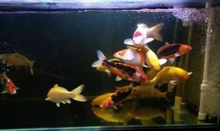 水族箱锦鲤喂食的正确方法 水族箱锦鲤喂食的正确方法图解