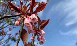 野生吊钟花种植方法（野生吊钟花种植方法图解）