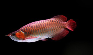 龙鱼怎么挑选(龙鱼怎么挑选最好的)