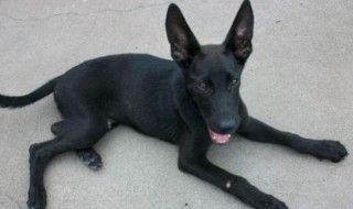 怎么挑选黑狼犬幼犬 怎么挑选黑狼犬幼犬幼崽