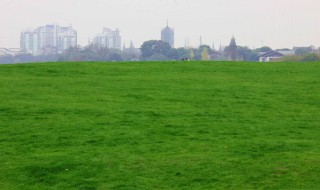 草皮养殖方法大全 草皮养殖方法大全视频