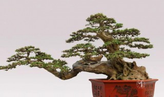 盆景修剪技巧（盆景修剪技巧书）