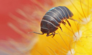 鼠妇吃什么（鼠妇）