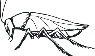 去除蟑螂的方法和技巧（去除蟑螂的方法和技巧视频）