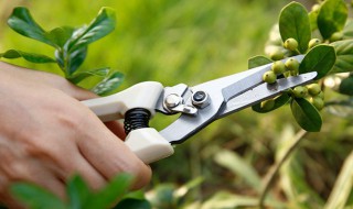 快速剪树枝技巧（快速剪树枝技巧图解）