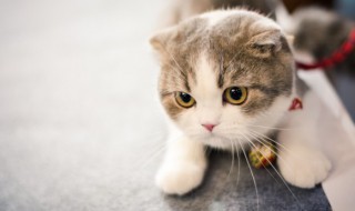 猫咪去跳蚤小窍门 猫咪去跳蚤小窍门图片