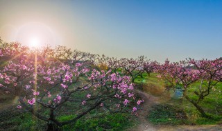 桃树专用授粉方法 盆栽桃树如何授粉