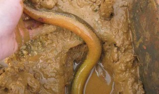 小黄鳝可以吃什么（小黄鳝可以吃什么东西）