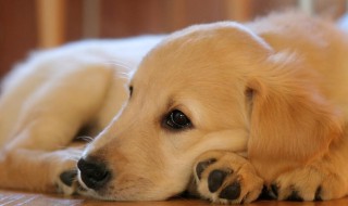 宠物换毛的最佳方法 宠物换毛怎么处理