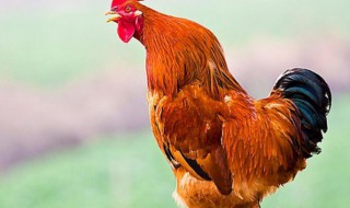 防止公鸡叫的方法（防止公鸡叫的方法是什么）